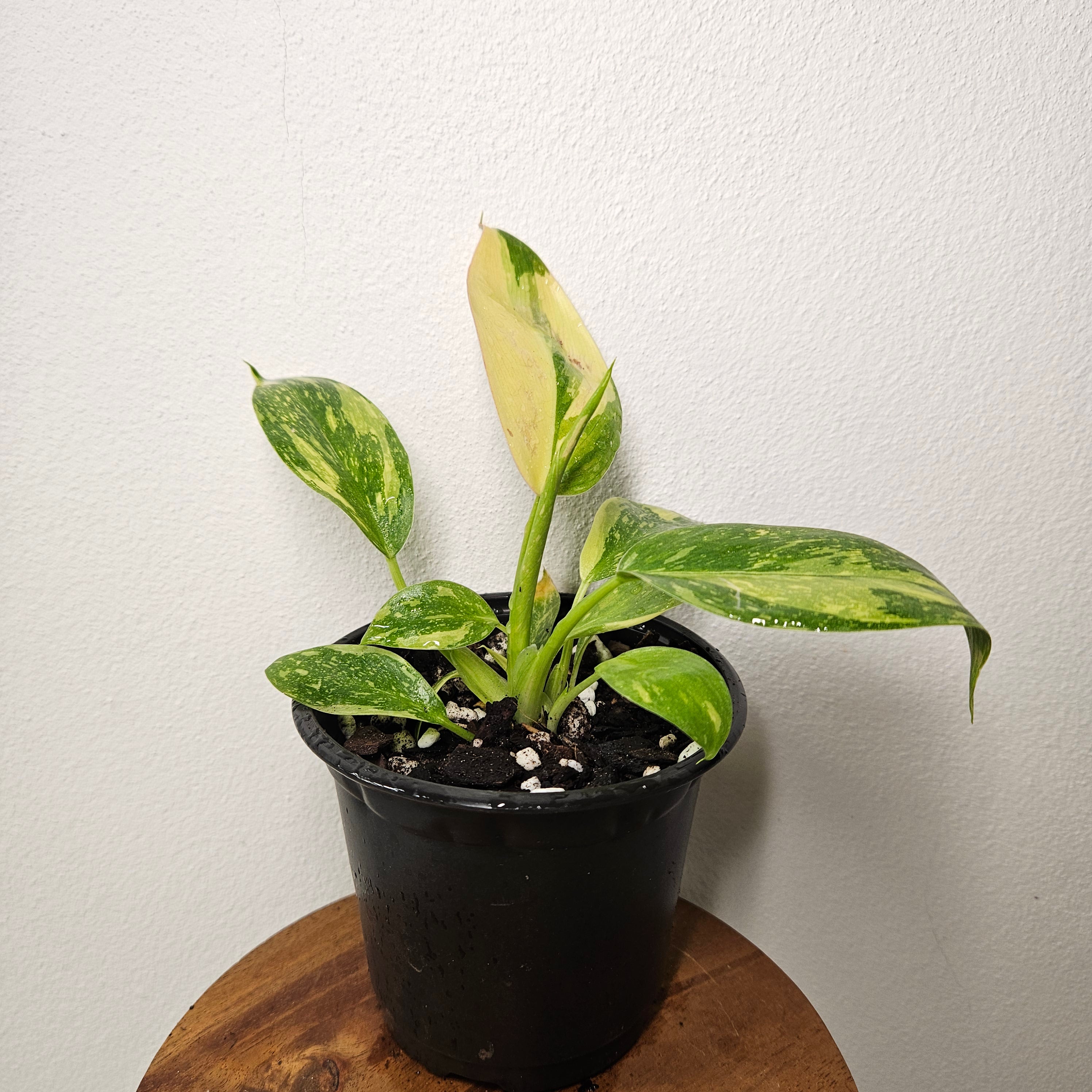 Philodendron | Green Congo Nuclear Aurea Variegated