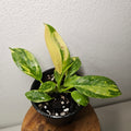 Philodendron | Green Congo Nuclear Aurea Variegated