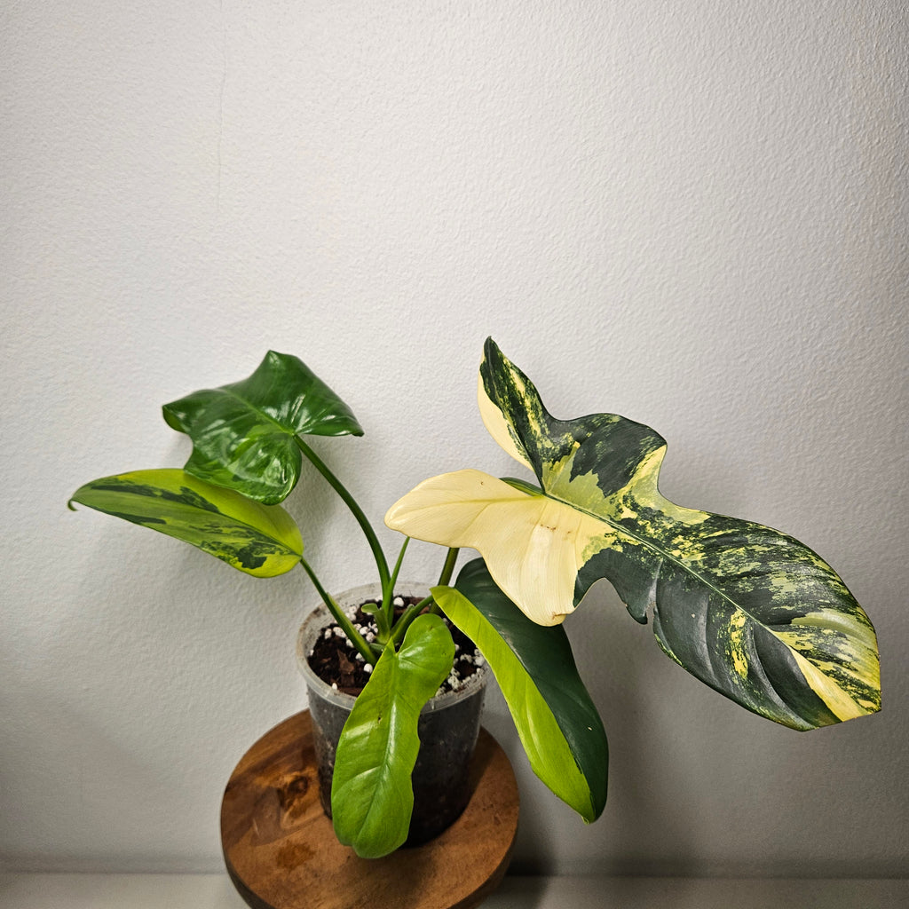 Philodendron Bipennifolium | Rare Variegated Beauty