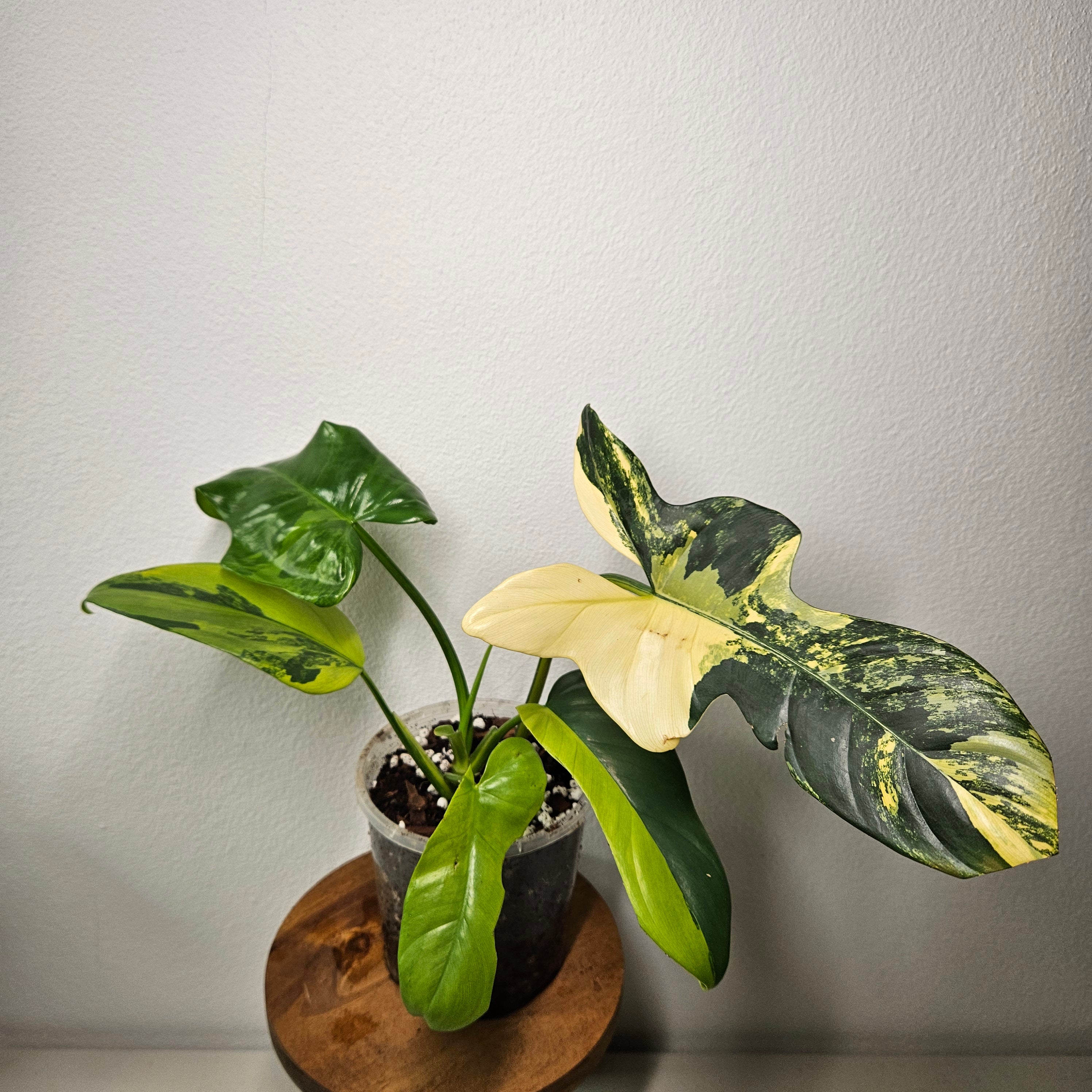 Philodendron Bipennifolium | Rare Variegated Beauty