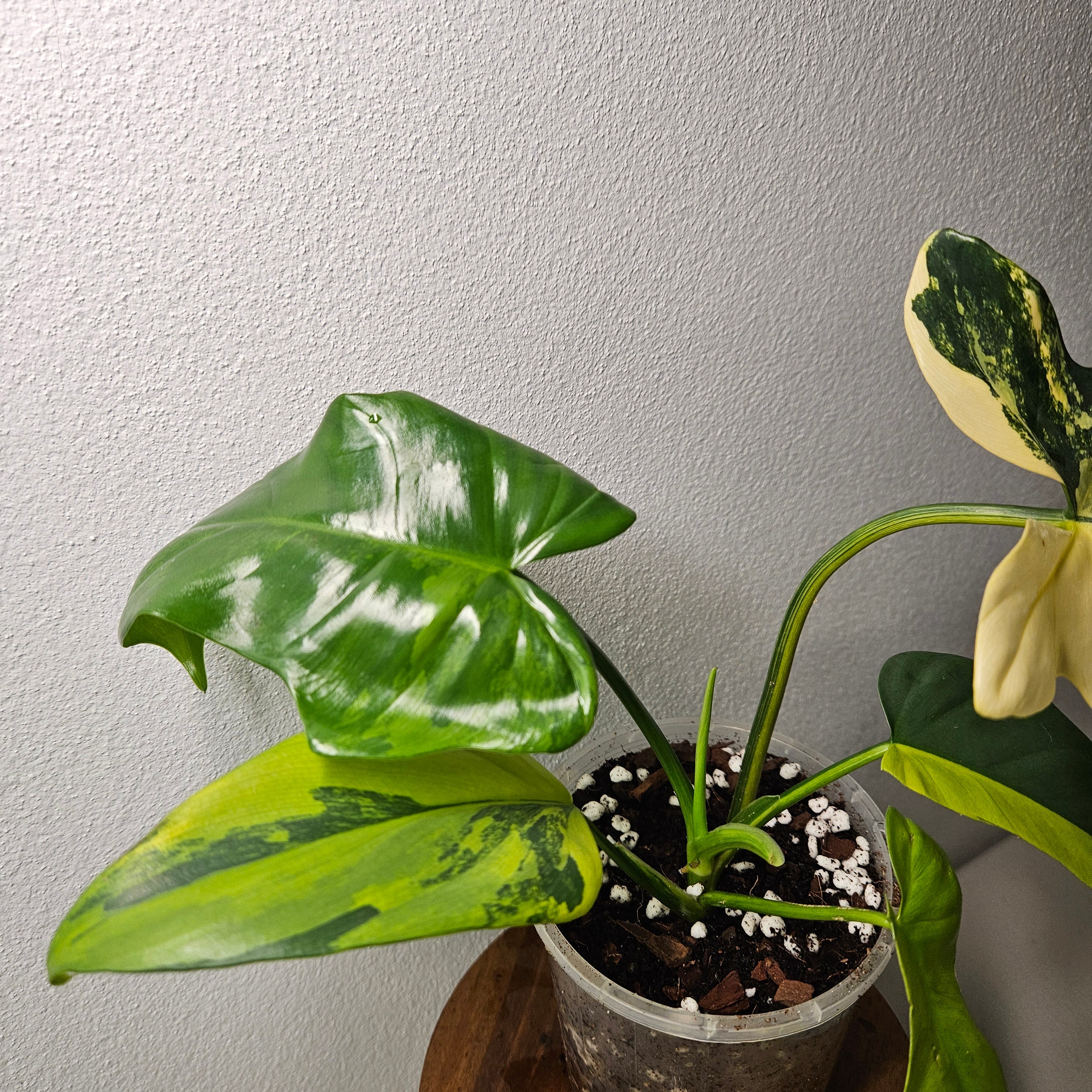 Philodendron Bipennifolium | Rare Variegated Beauty