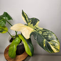 Philodendron Bipennifolium | Rare Variegated Beauty