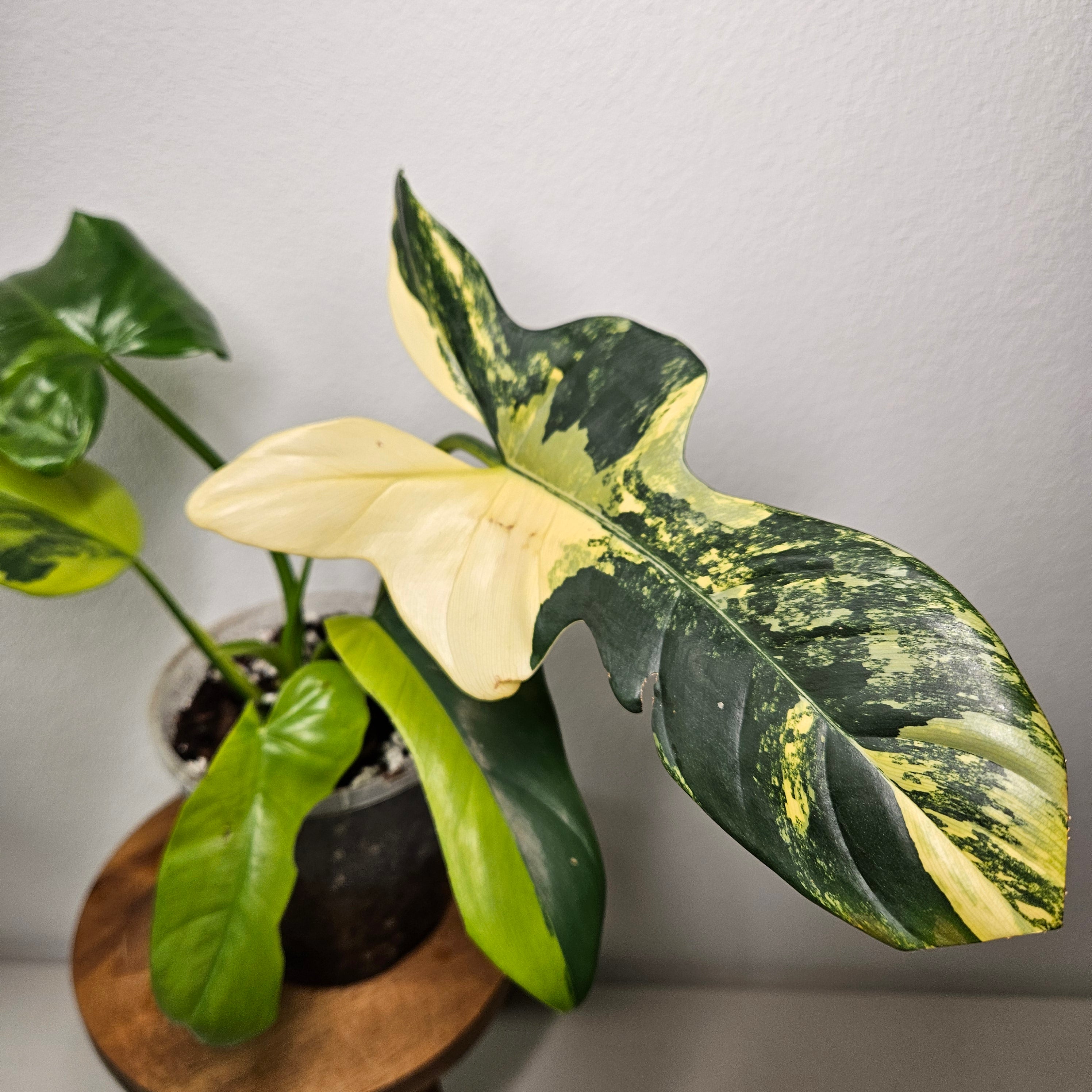 Philodendron Bipennifolium | Rare Variegated Beauty