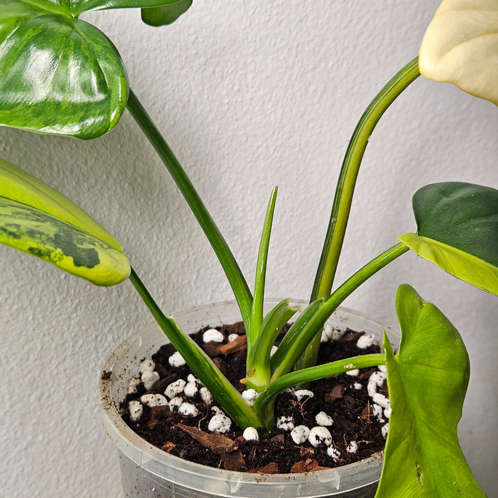 Philodendron Bipennifolium | Rare Variegated Beauty