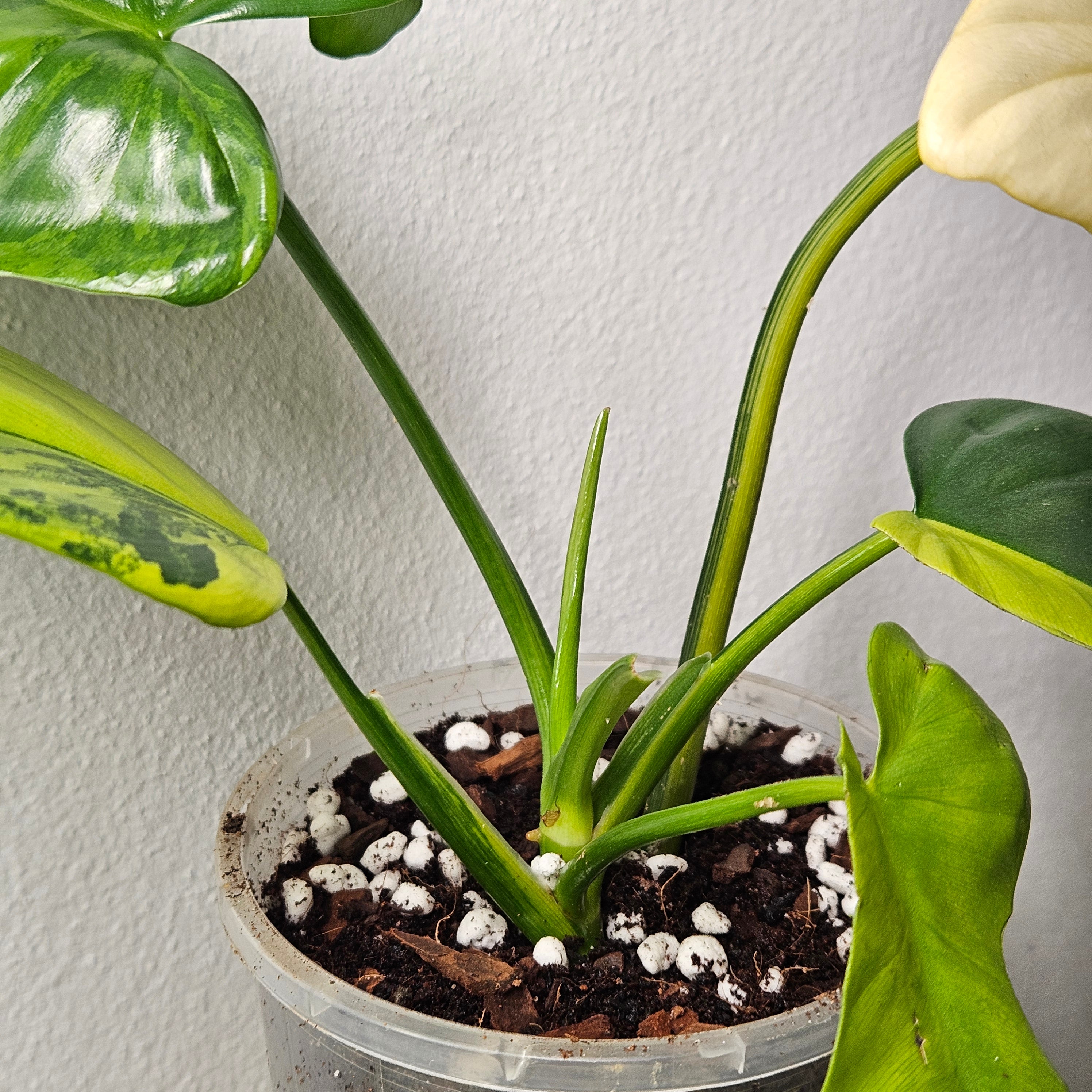 Philodendron Bipennifolium | Rare Variegated Beauty