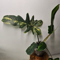 Philodendron | Florida Beauty x Mayoi Hybrid