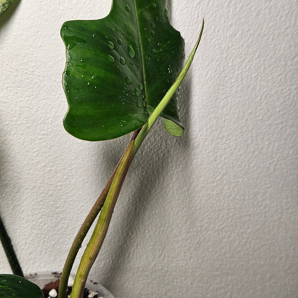 Philodendron | Florida Beauty x Mayoi Hybrid