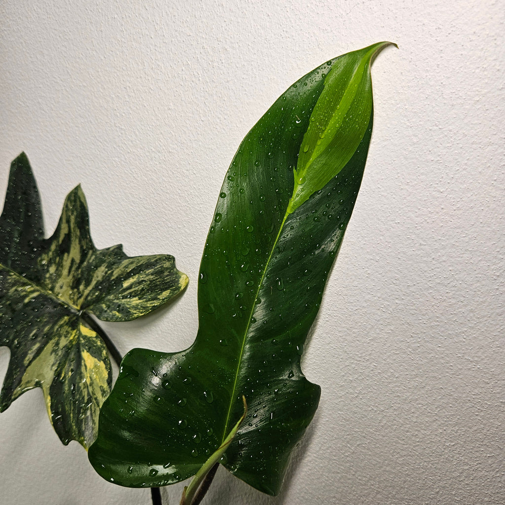 Philodendron | Florida Beauty x Mayoi Hybrid