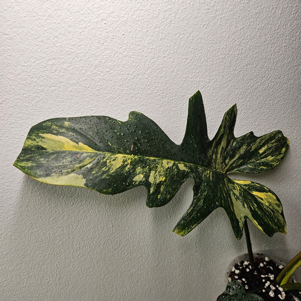 Philodendron | Florida Beauty x Mayoi Hybrid