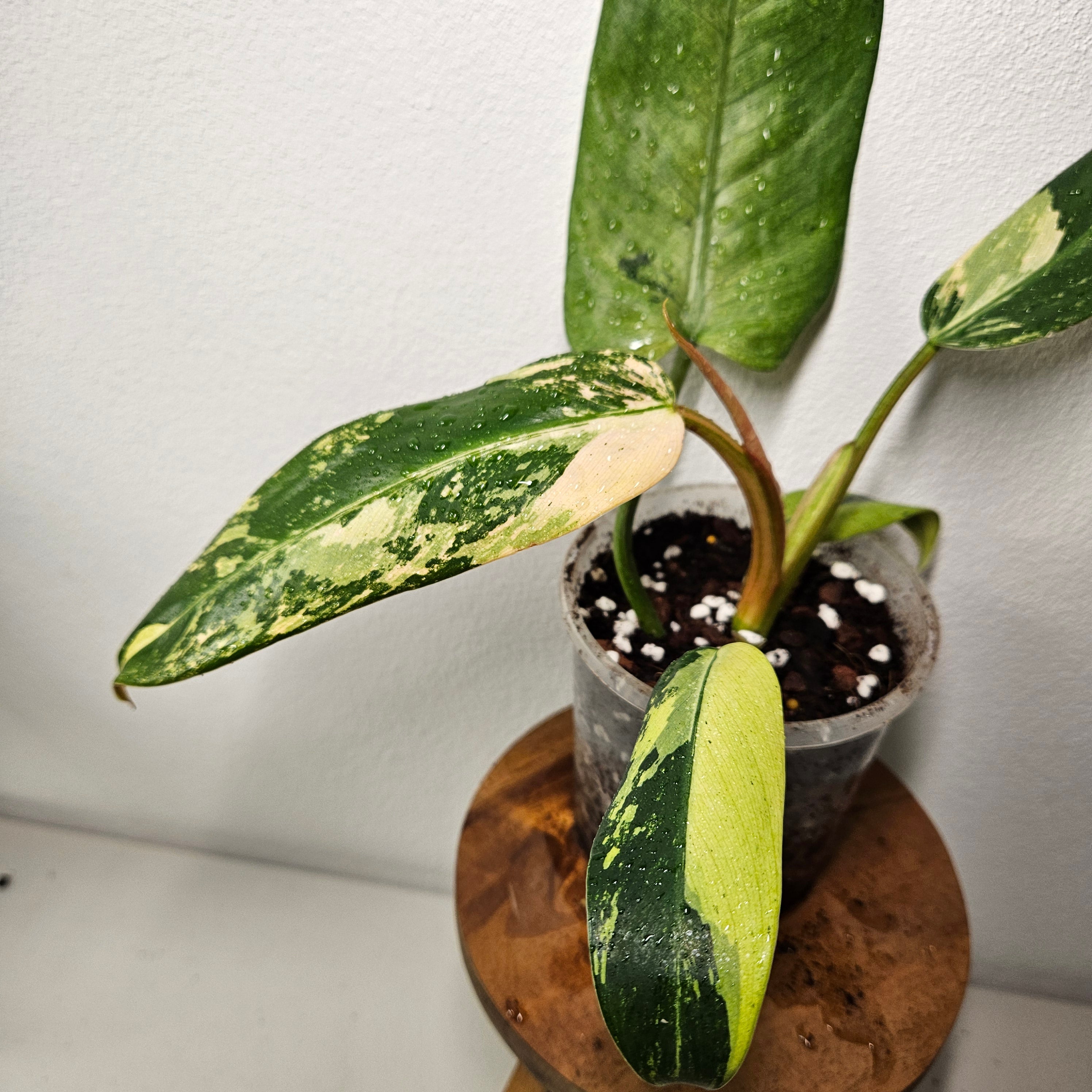 Philodendron | Mottled Whipple Way Variegated Ultra Rare