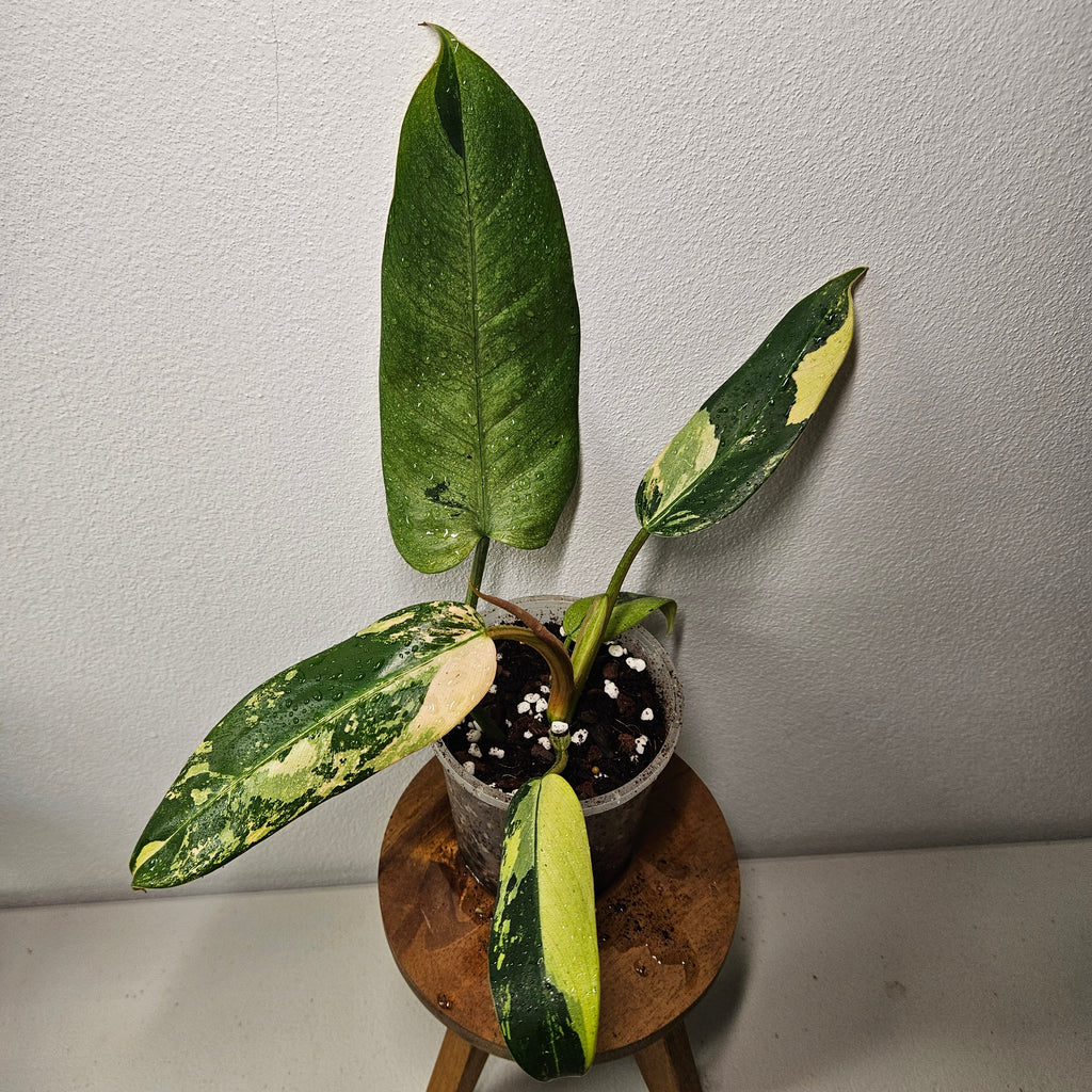 Philodendron | Mottled Whipple Way Variegated Ultra Rare