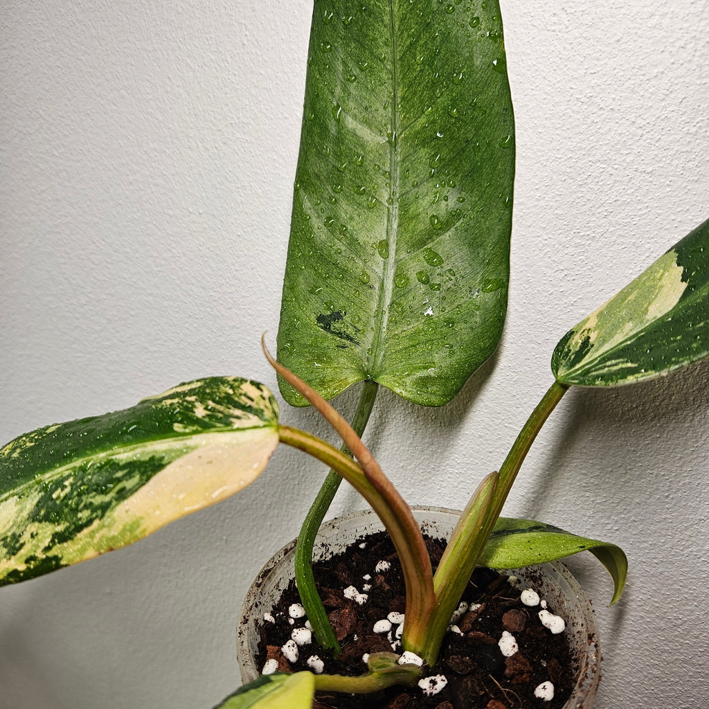 Philodendron | Mottled Whipple Way Variegated Ultra Rare