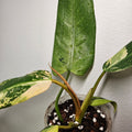 Philodendron | Mottled Whipple Way Variegated Ultra Rare