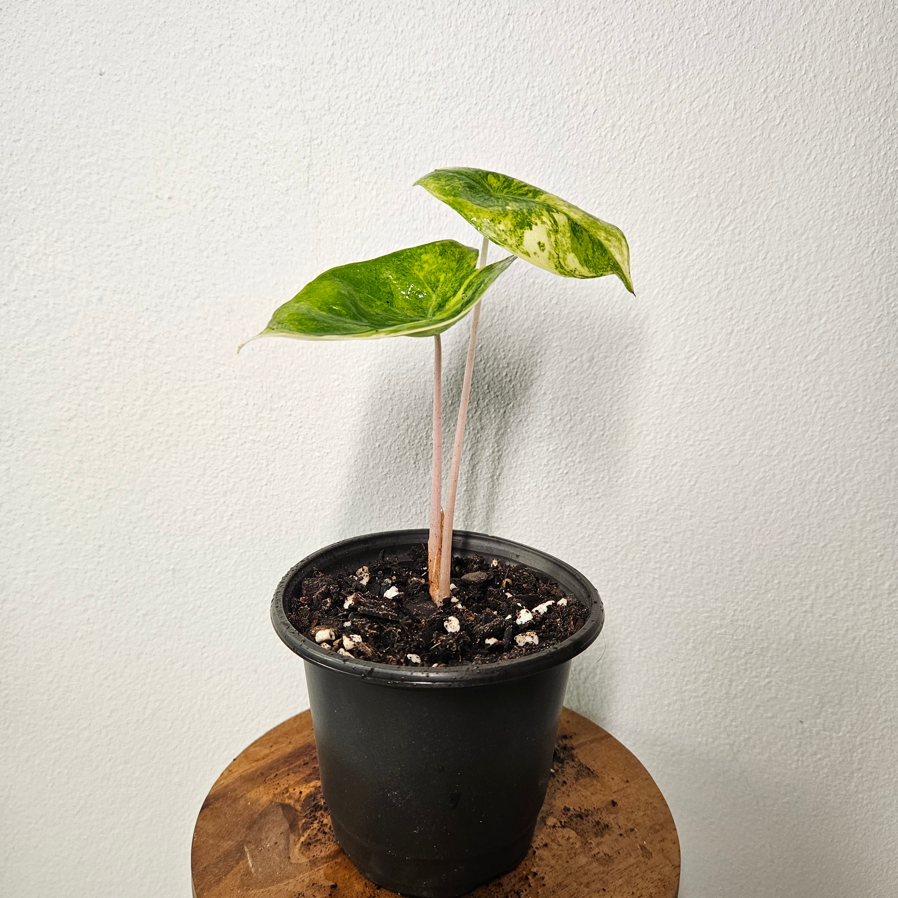 Alocasia Pink Dragon | Block Brocade Variegated