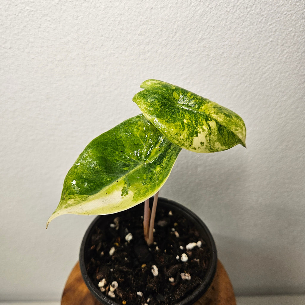 Alocasia Pink Dragon | Block Brocade Variegated