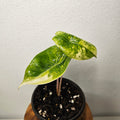 Alocasia Pink Dragon | Block Brocade Variegated