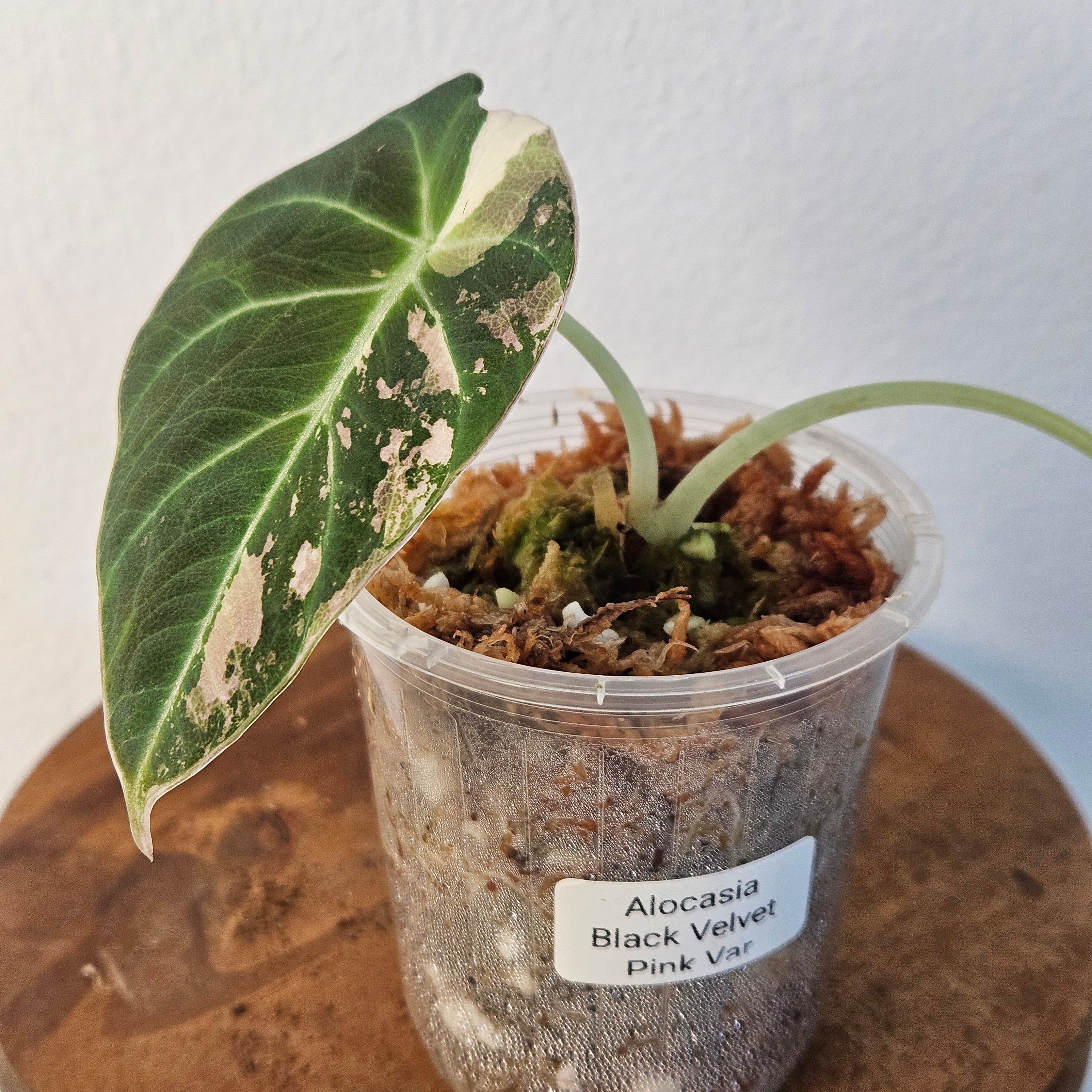 Alocasia Black Velvet Pink Variegated | Rare High Variegation