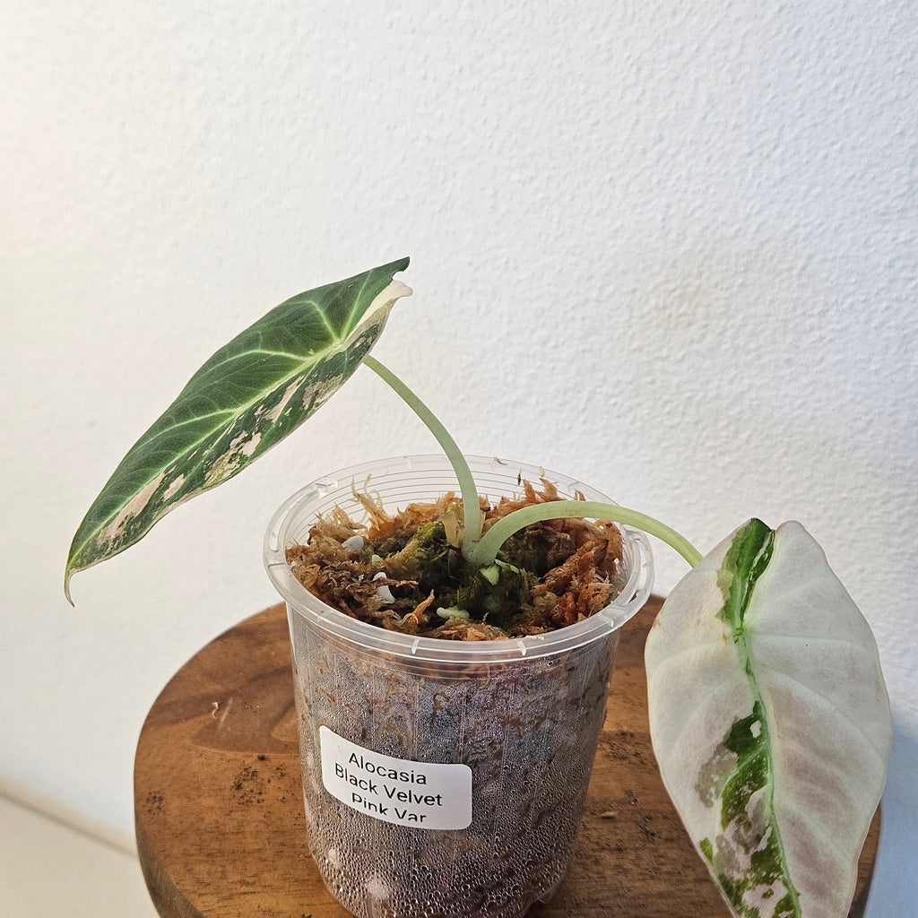 Alocasia Black Velvet Pink Variegated | Rare High Variegation