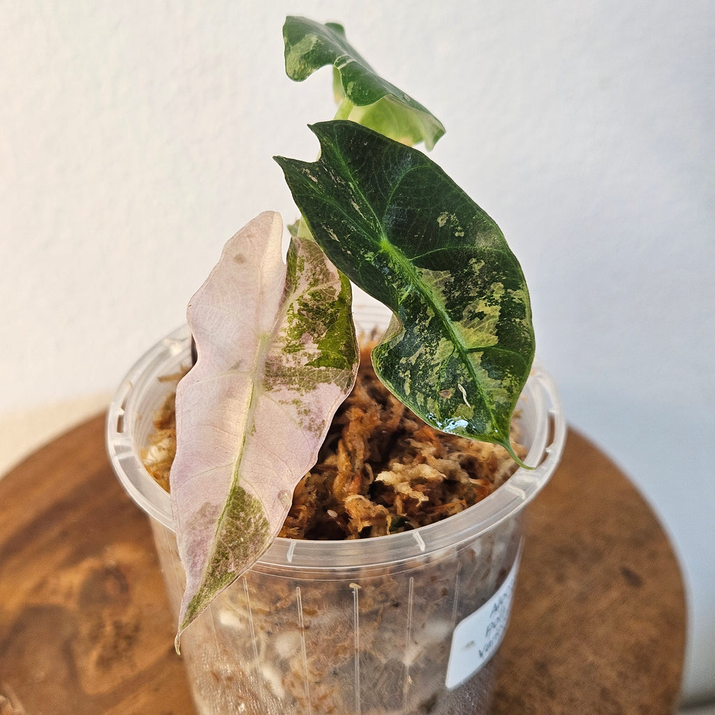 Alocasia Amazonica Variegated Pink | Rare Variegated Polly Aroid 3