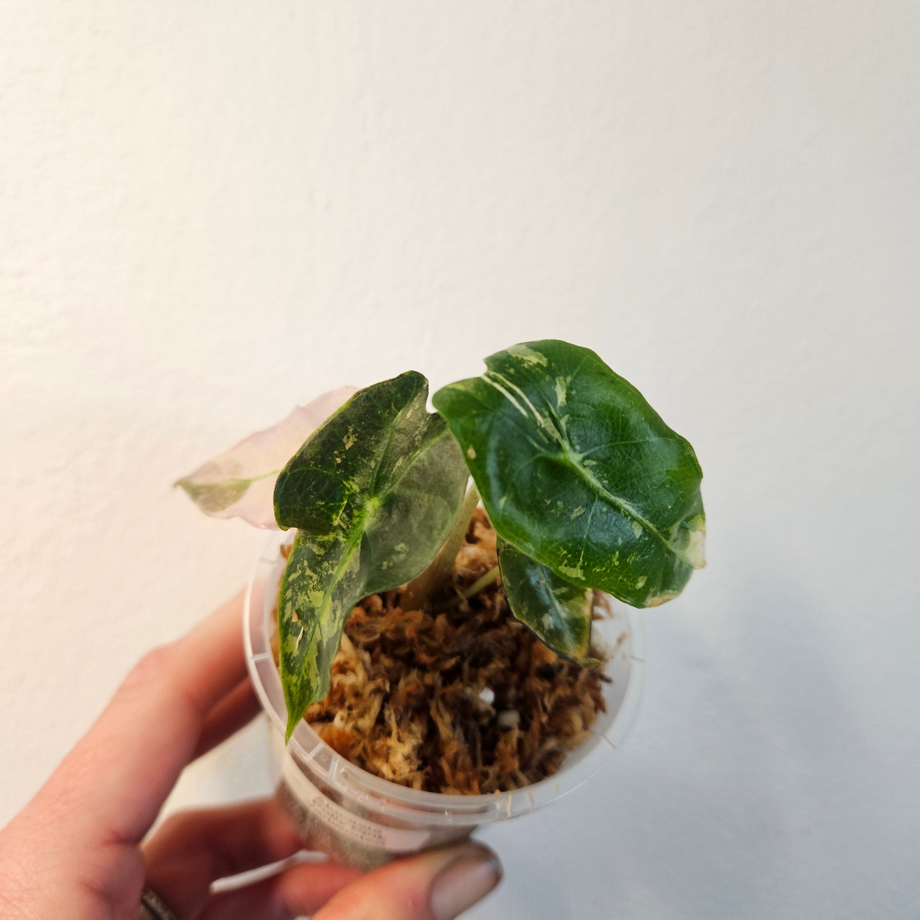 Alocasia Amazonica Variegated Pink | Rare Variegated Polly Aroid 3