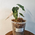 Alocasia Amazonica Variegated Pink | Rare Variegated Polly Aroid 3