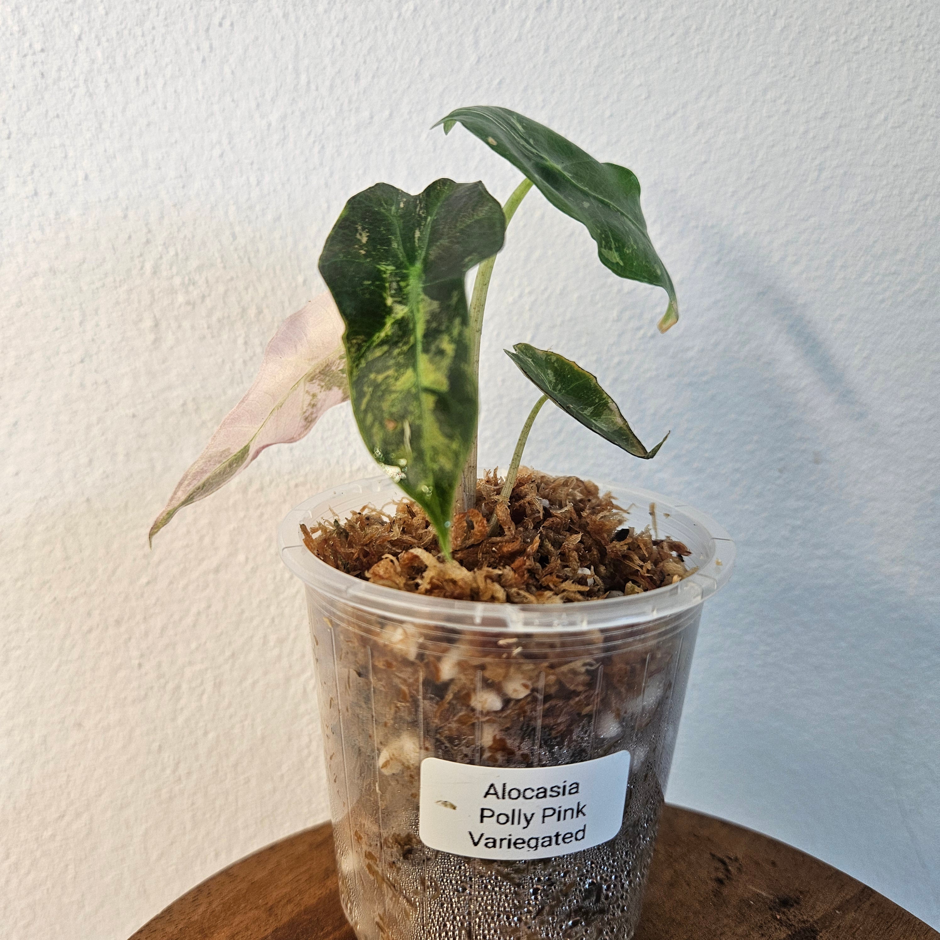 Alocasia Amazonica Variegated Pink | Rare Variegated Polly Aroid 3