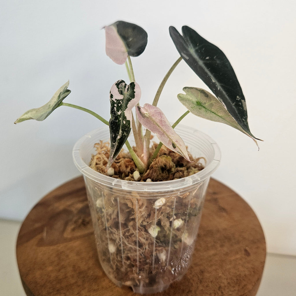 Alocasia Bambino ‘Pink Variegated’ | Exceptional High Pink Variegation