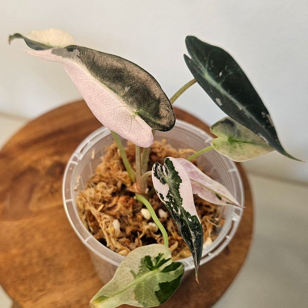 Alocasia Bambino ‘Pink Variegated’ | Exceptional High Pink Variegation