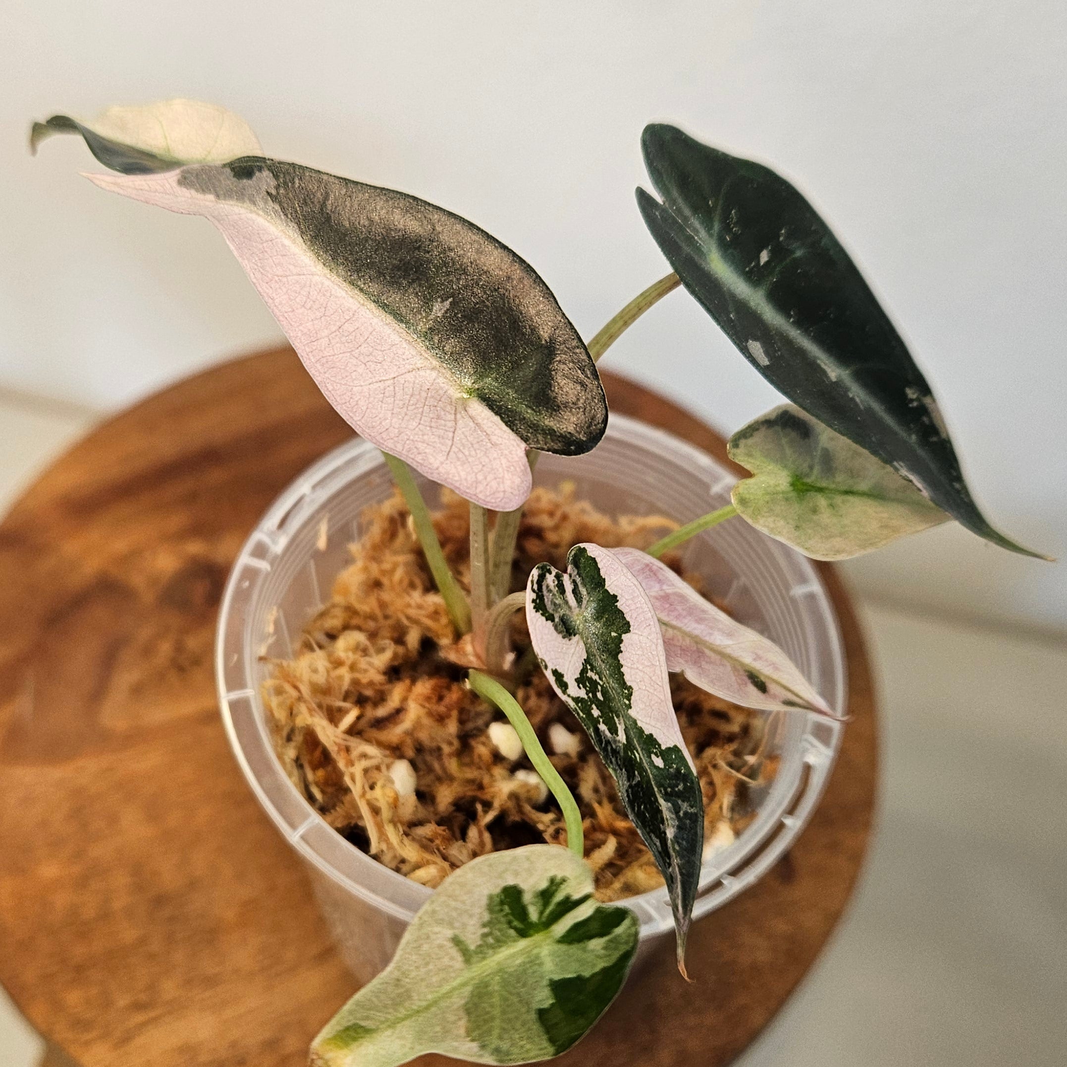 Alocasia Bambino ‘Pink Variegated’ | Exceptional High Pink Variegation