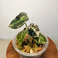 Alocasia Sedenii 'Aurea' | Extremely Rare