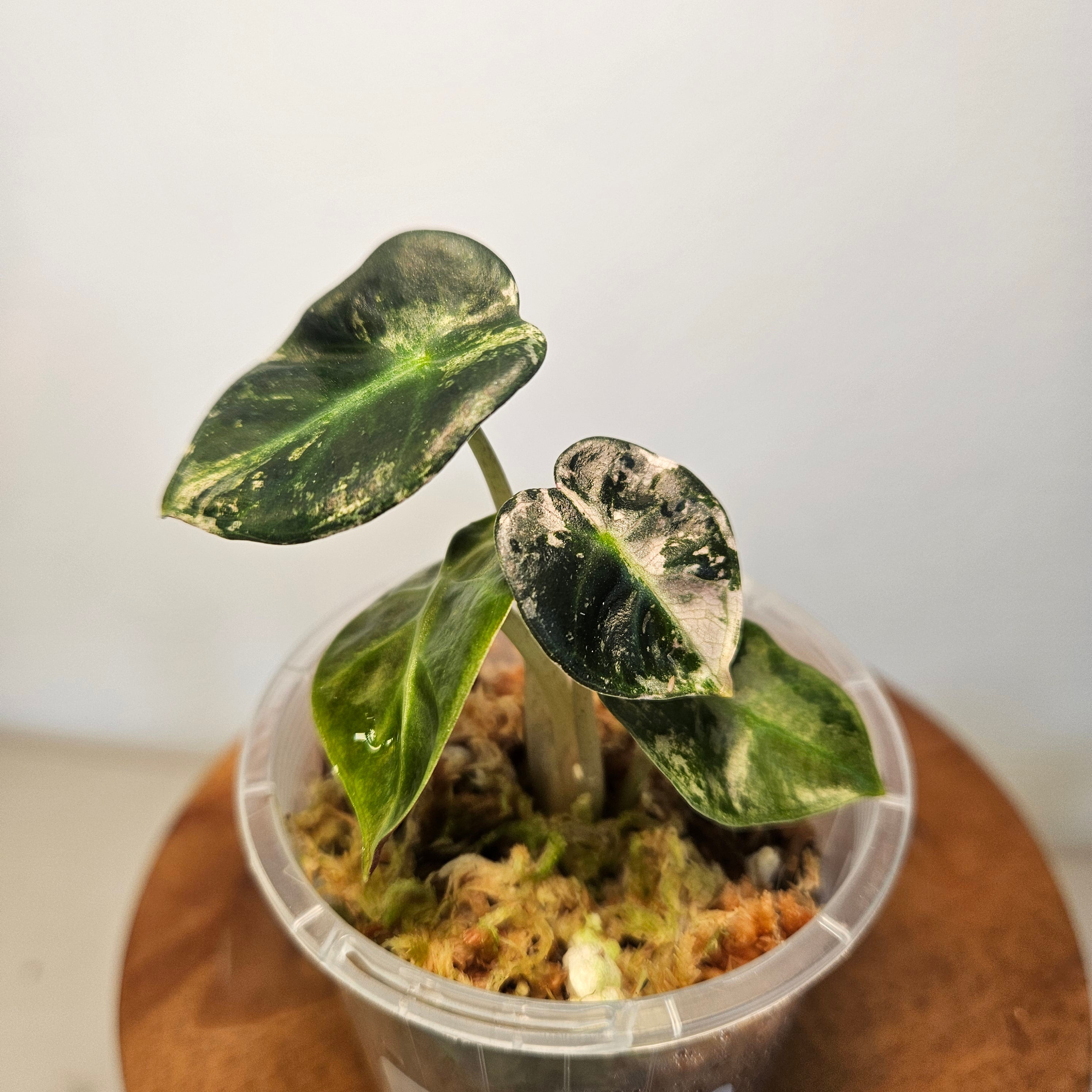 Alocasia Sedenii 'Aurea' | Extremely Rare