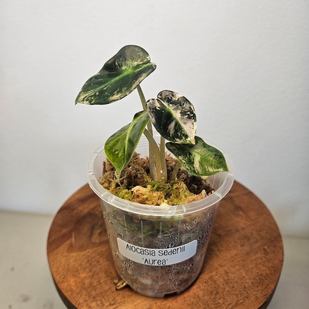Alocasia Sedenii 'Aurea' | Extremely Rare