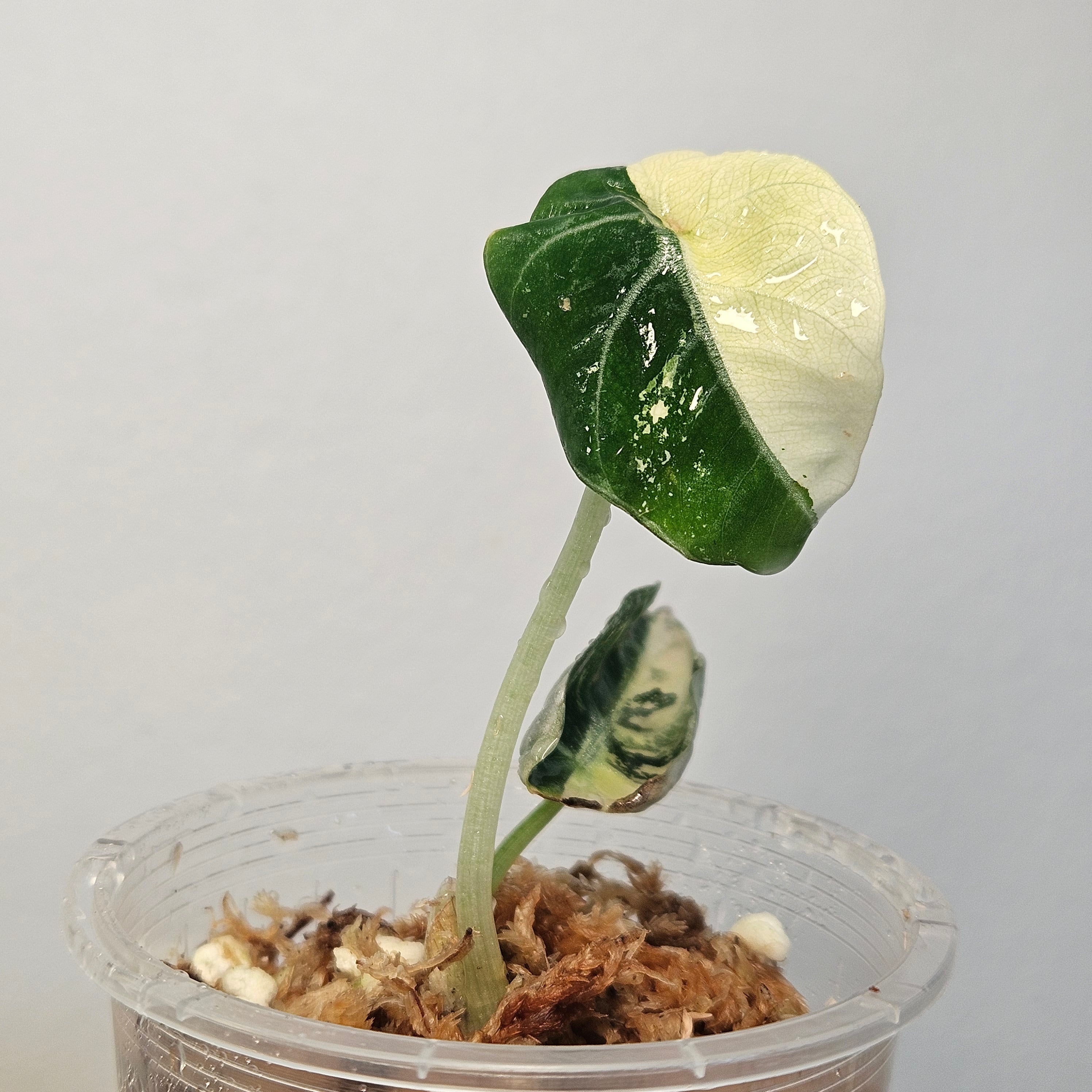 Alocasia Black Velvet Pink Variegated | Rare High Variegation