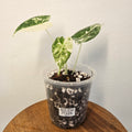 Alocasia Frydek | Albo HIGHLY Variegated Corm Grown