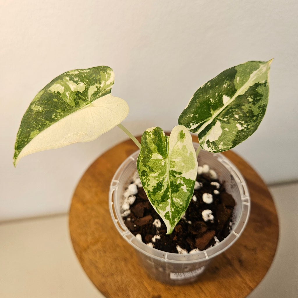 Alocasia Frydek | Albo HIGHLY Variegated Corm Grown