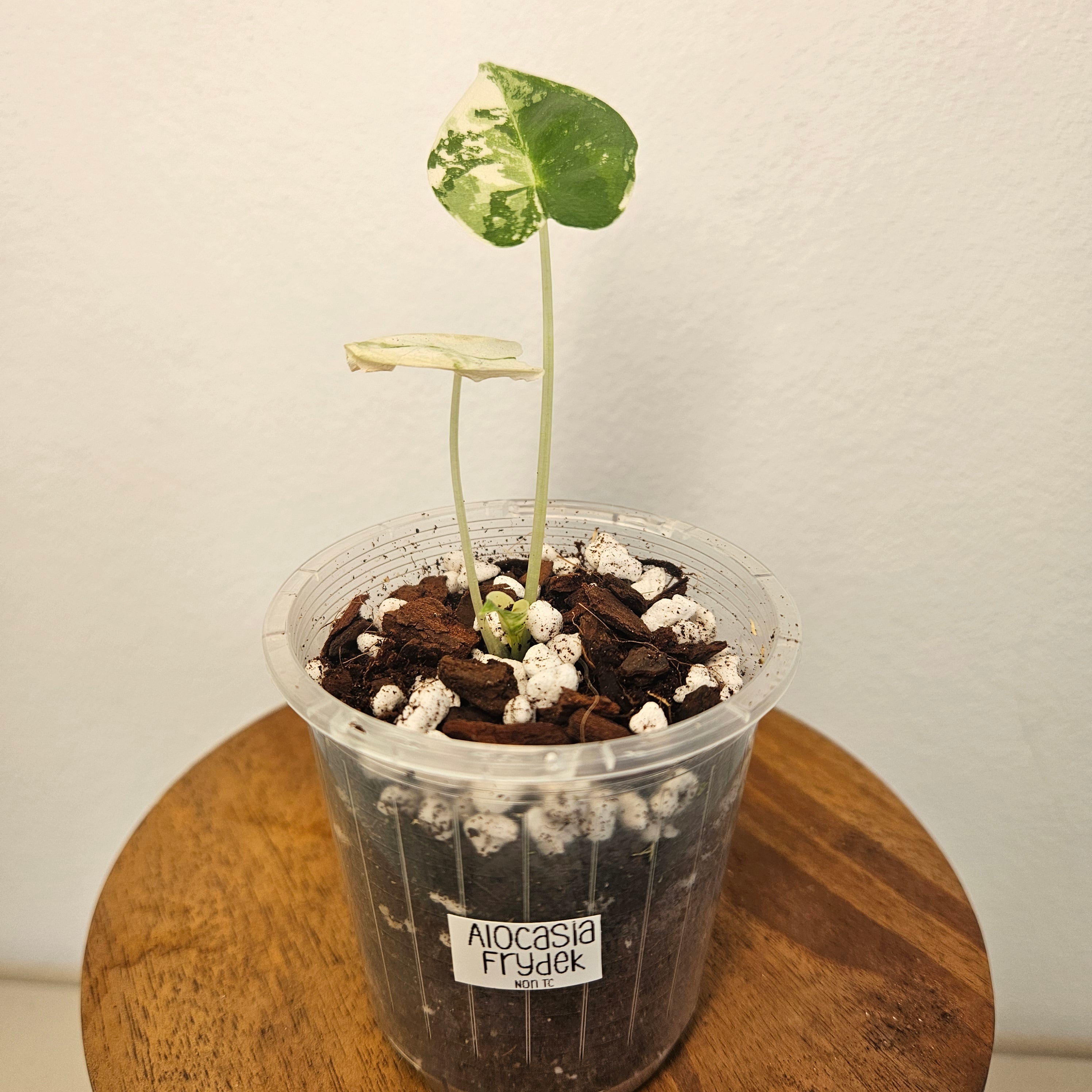 Alocasia Frydek | Albo HIGHLY Variegated Corm Grown