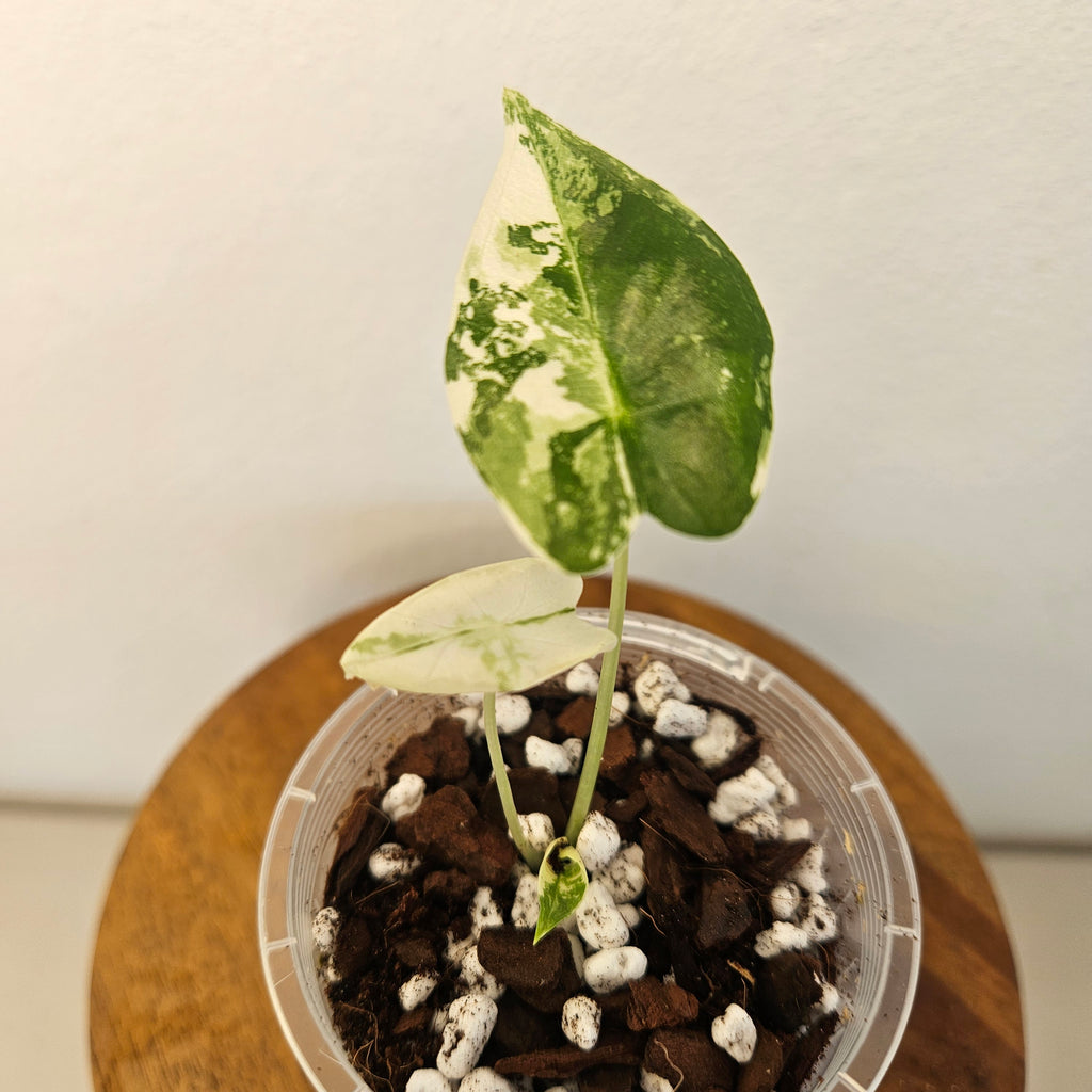 Alocasia Frydek | Albo HIGHLY Variegated Corm Grown