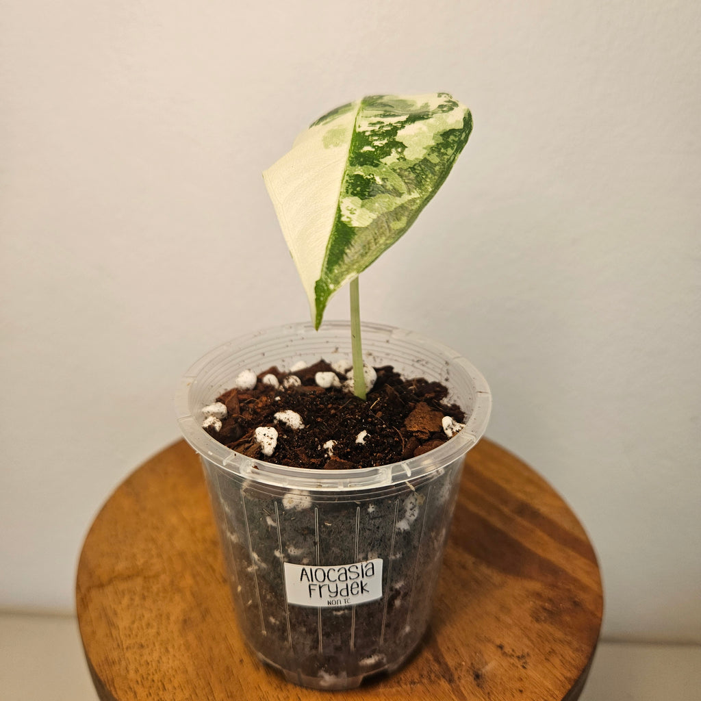 Alocasia Frydek | Albo HIGHLY Variegated Corm Grown