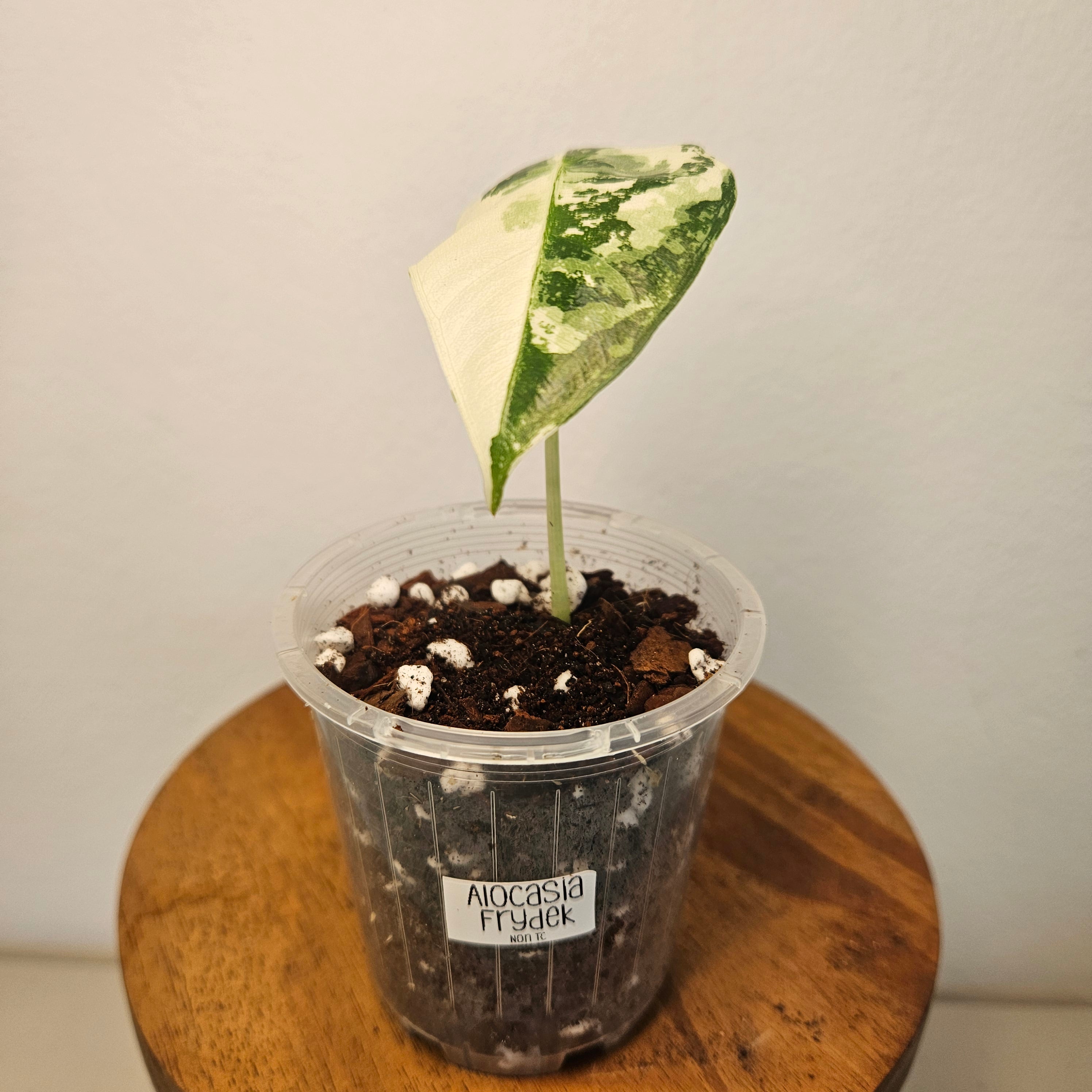 Alocasia Frydek | Albo HIGHLY Variegated Corm Grown