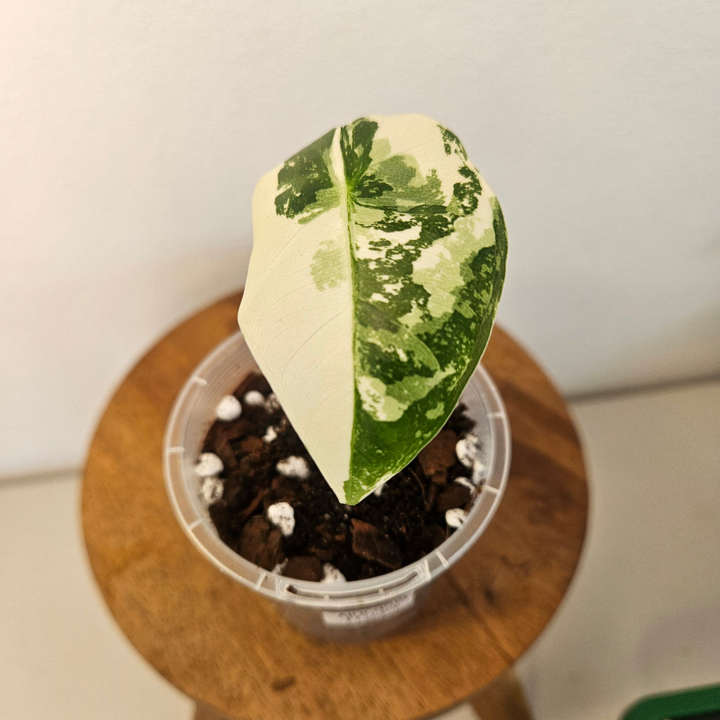Alocasia Frydek | Albo HIGHLY Variegated Corm Grown