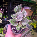 Begonia | Speckles