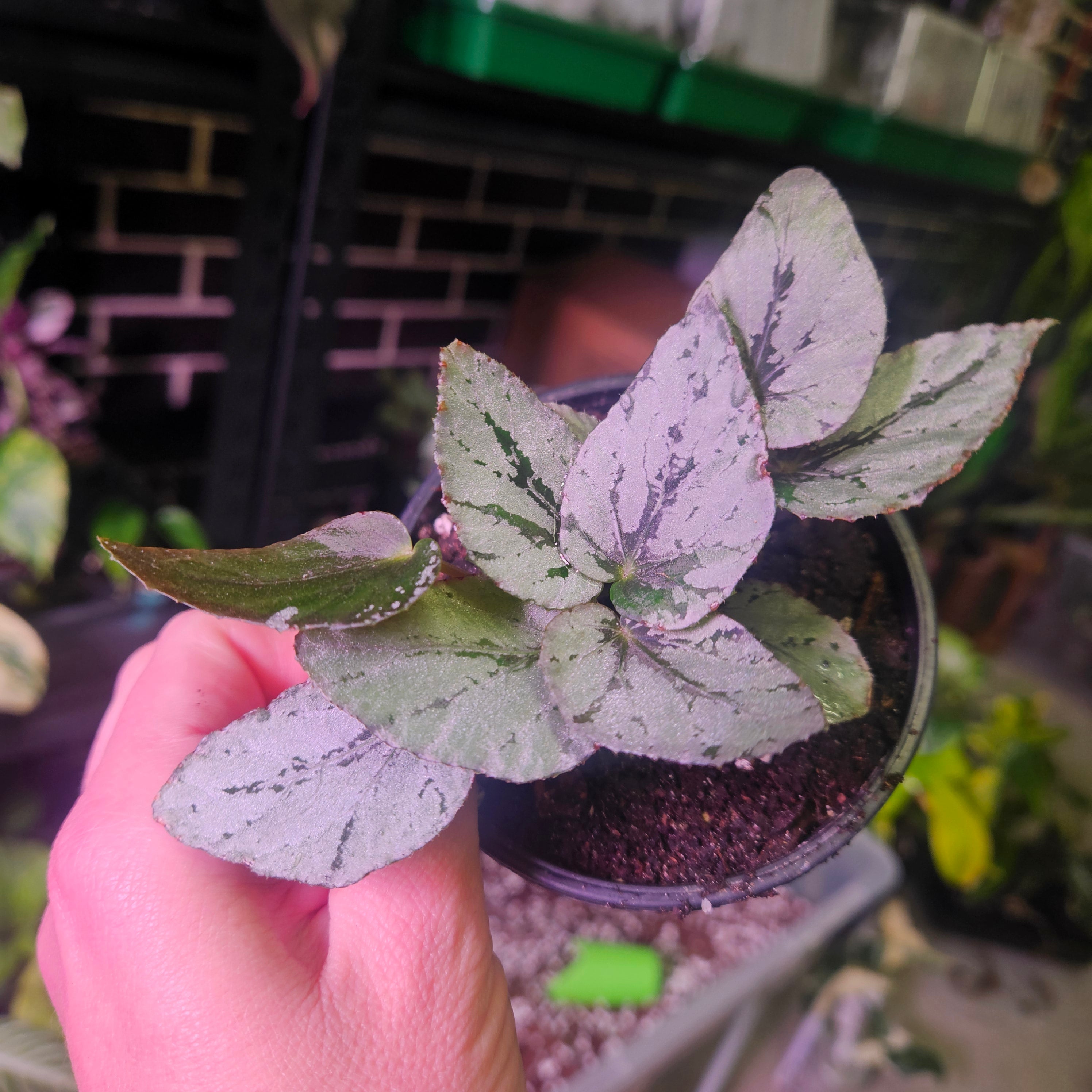 Begonia Rex | Silver