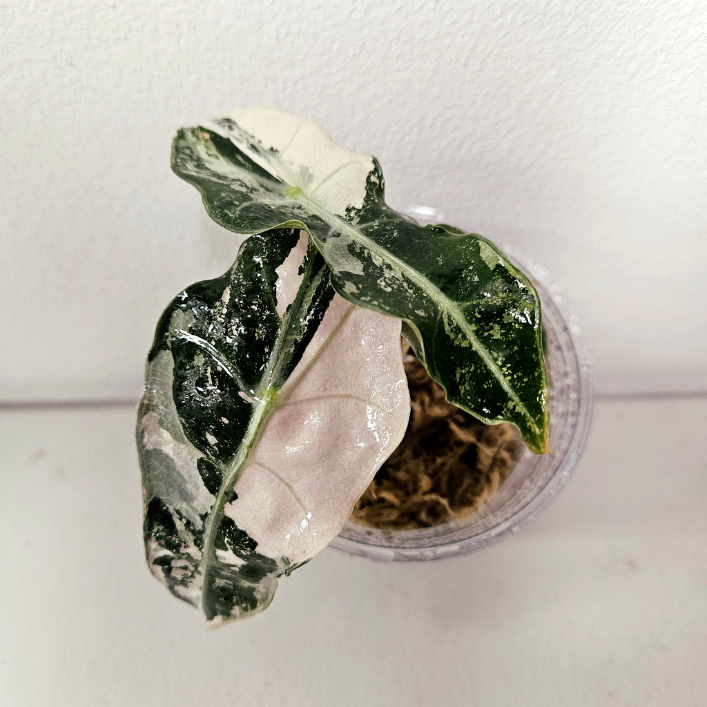 Alocasia Polly 'Snowflake Brocade' | HIGHLY sought-after