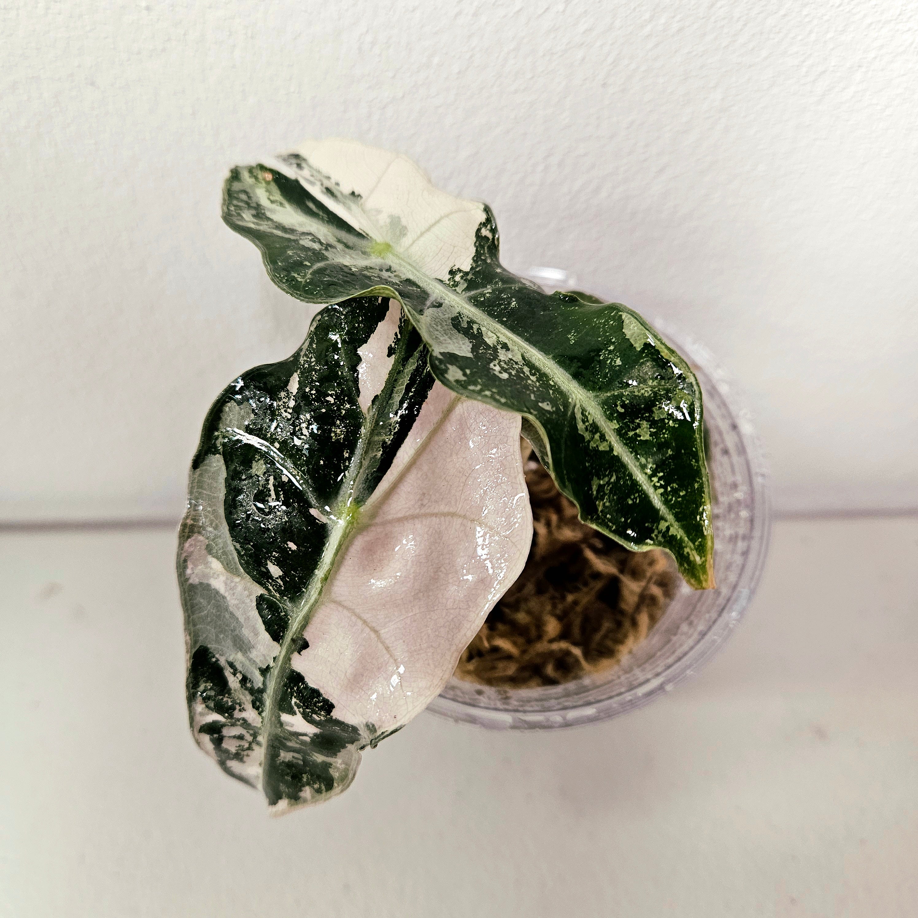 Alocasia Polly 'Snowflake Brocade' | HIGHLY sought-after