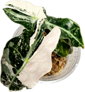 Alocasia Polly 'Snowflake Brocade' | HIGHLY sought-after