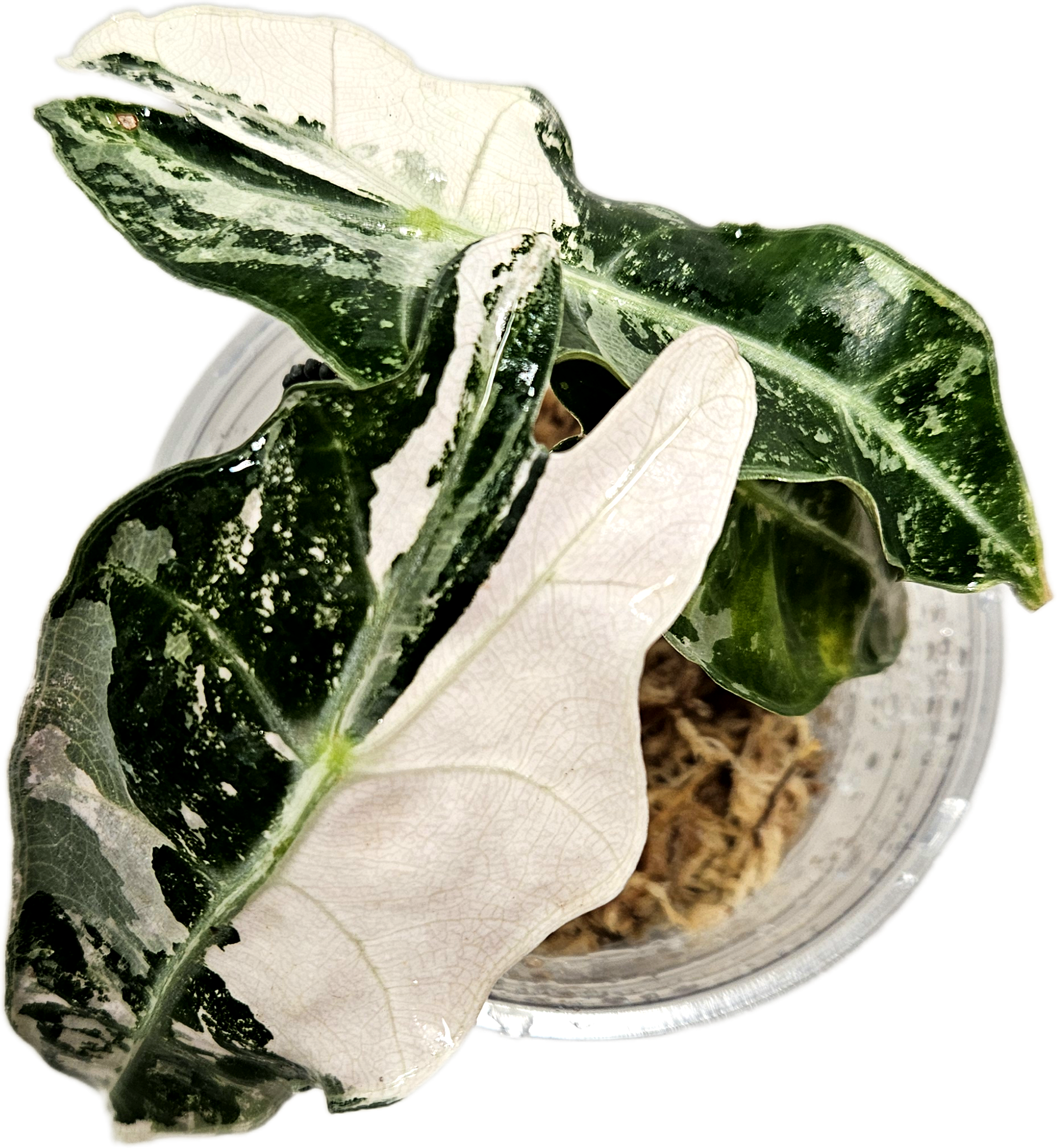 Alocasia Polly 'Snowflake Brocade' | HIGHLY sought-after