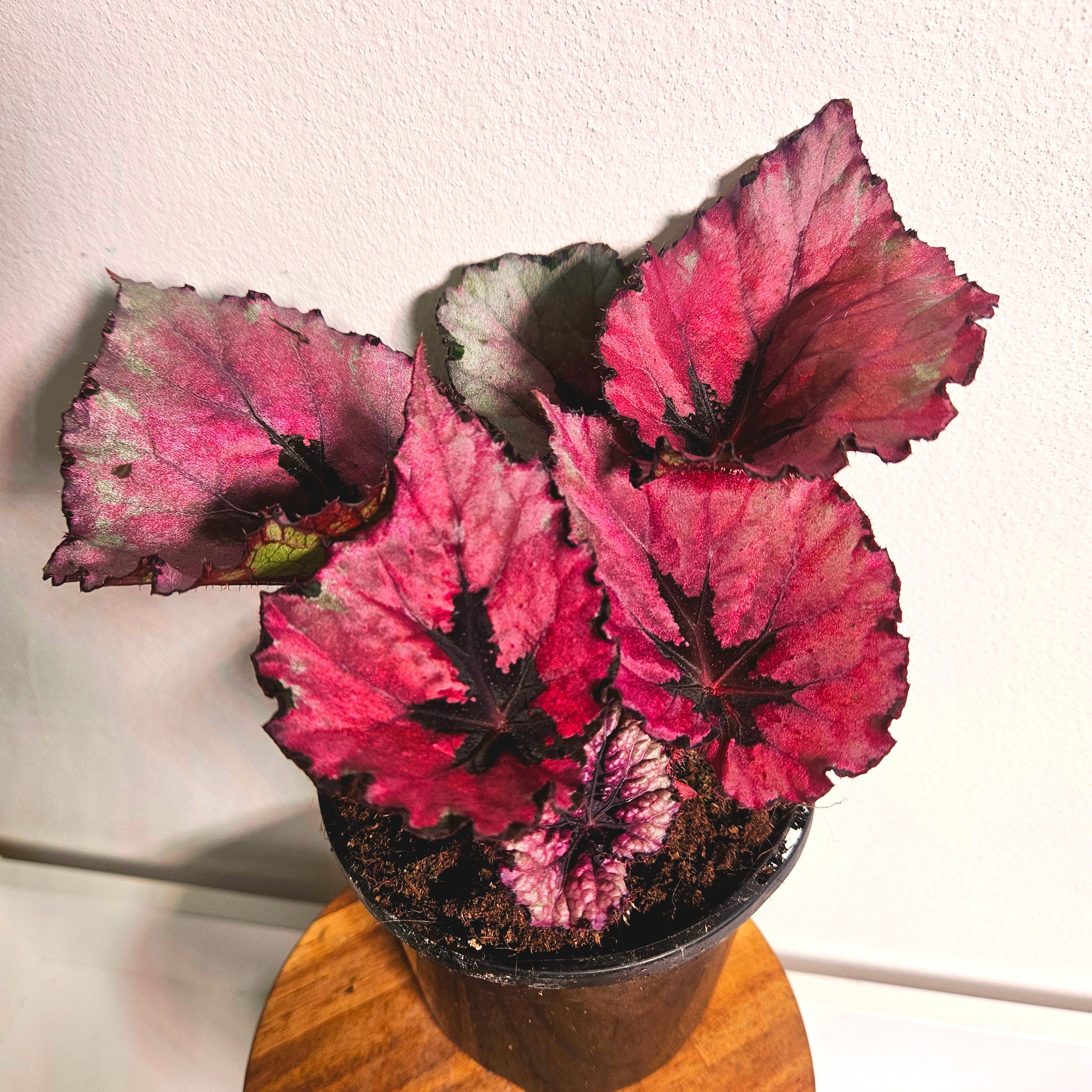 Begonia Rex | Vibrant Foilage Jewel