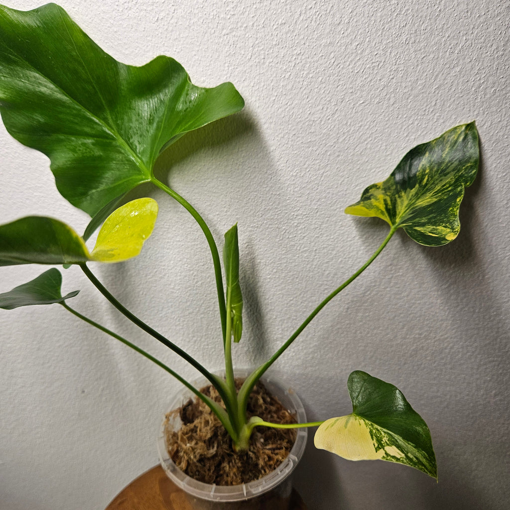 Philodendron Bipinnatifidum Variegated | Rare Split Leaf Advanced Roots