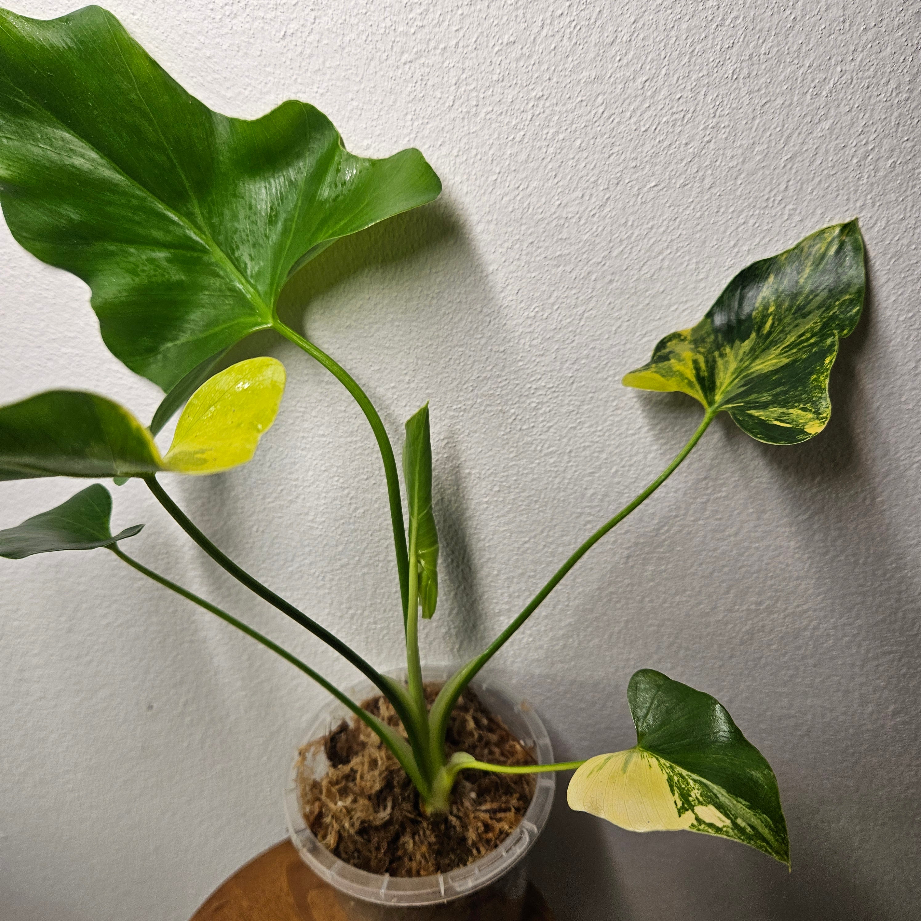 Philodendron Bipinnatifidum Variegated | Rare Split Leaf Advanced Roots