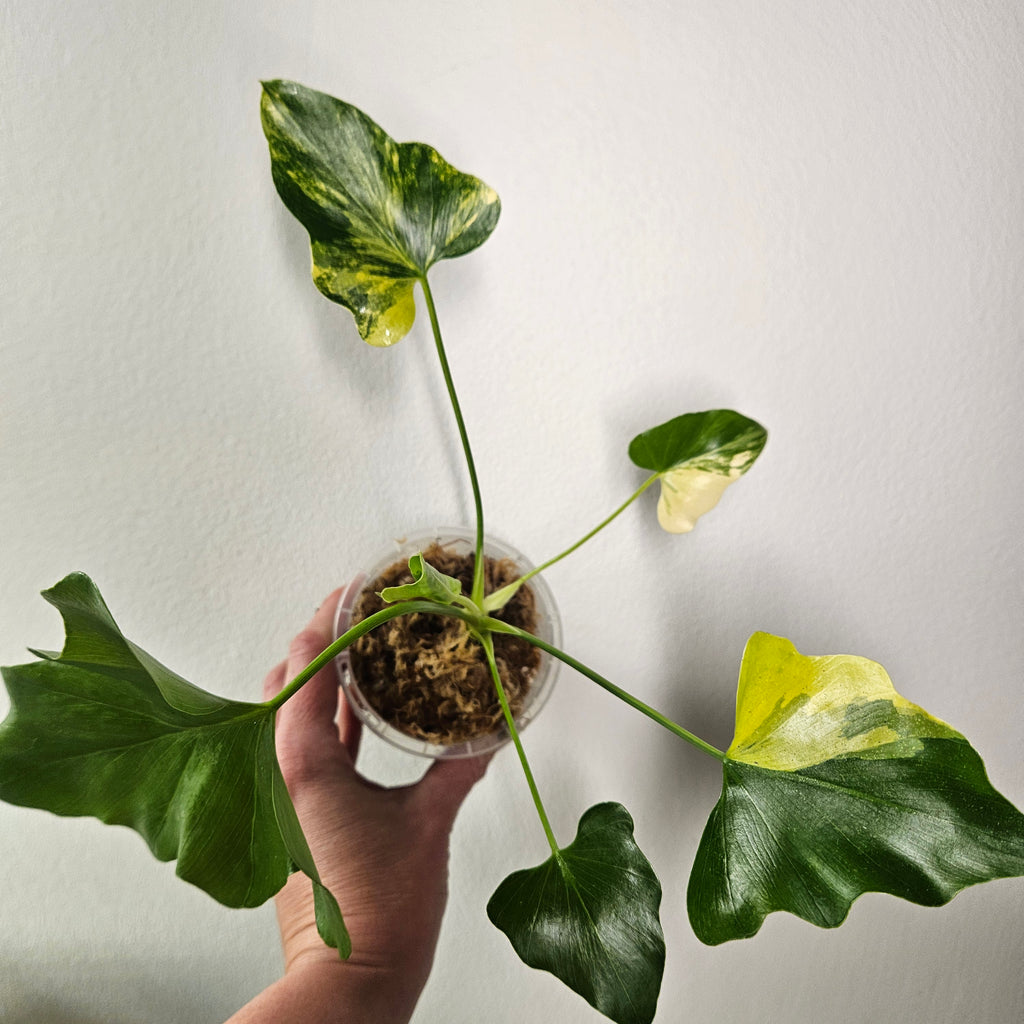 Philodendron Bipinnatifidum Variegated | Rare Split Leaf Advanced Roots